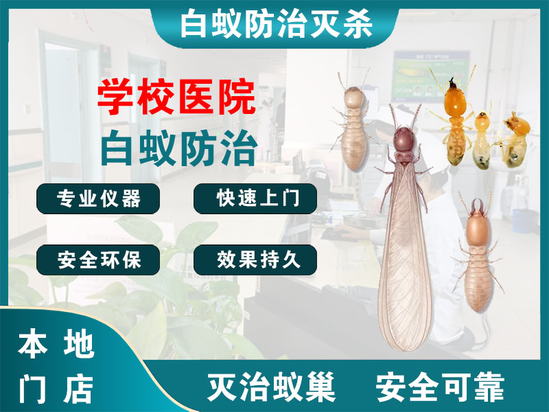 钟楼学校医院白蚁防治