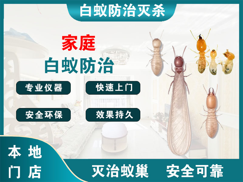 钟楼家庭白蚁防治