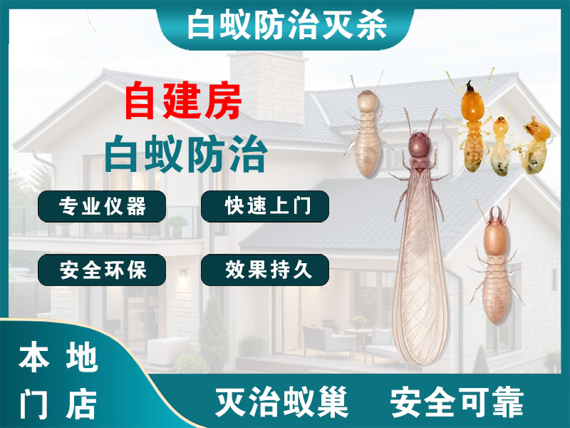 钟楼自建房白蚁防治