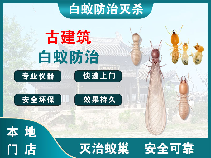 钟楼古建筑白蚁防治