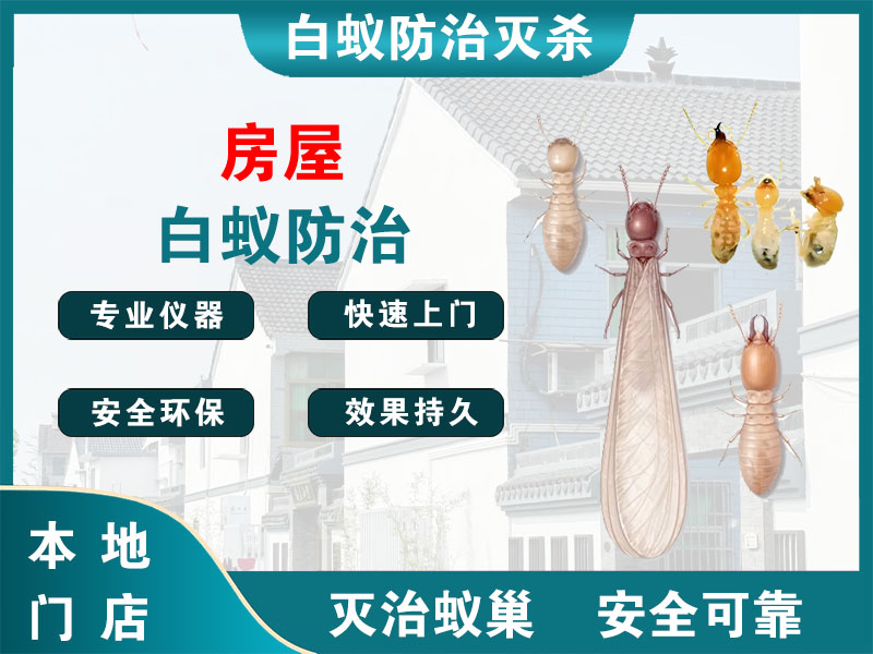 钟楼房屋白蚁防治